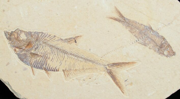 Diplomystus & Knightia Fossil Fish Plate #5479